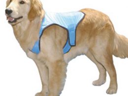 dog wearing swamp cooler cooling vest
