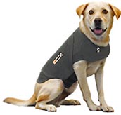 dog wearing thundershirt
