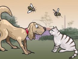 pets and bees