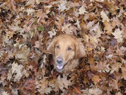 Dog enjoying fall leaves