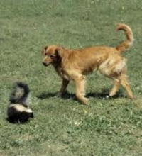 Dog chasing a skunk