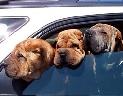 Dogs in hot car