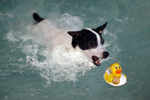 summer pool safety for dogs