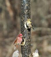 pennsylvania bird feeding