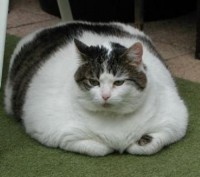 Fat-Cat