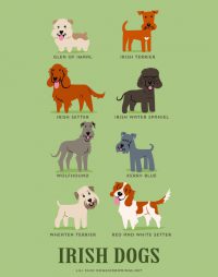 Irish dog breeds