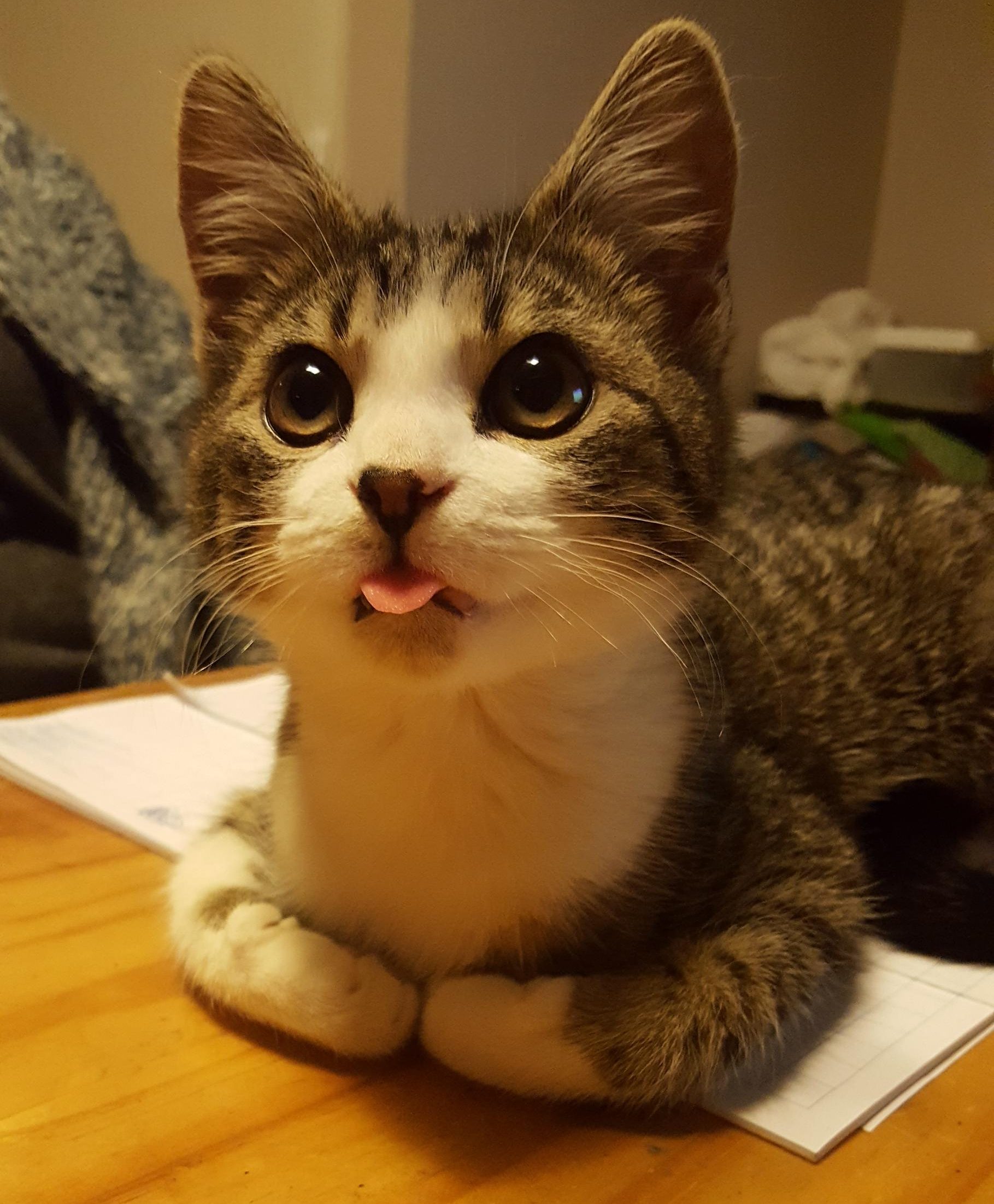 cat sticking tongue out sick