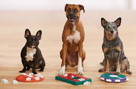 Why Puzzles and Interactive Toys Are Great For Your Dog – The