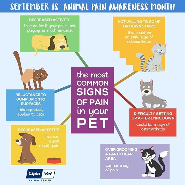 Animal Pain Awareness Month • Braxtons Animal Works