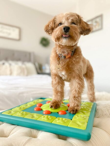 https://braxtons.com/wp-content/uploads/2023/03/Best-puzzle-feeders-for-dogs-1-450x600.jpg