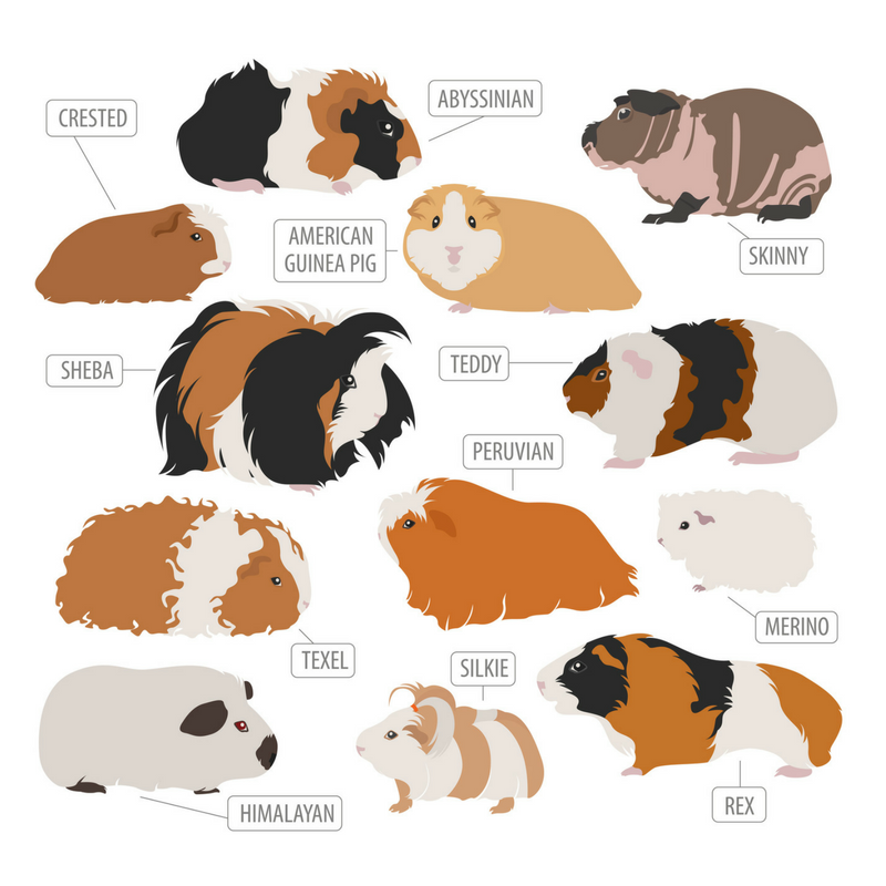 silkie guinea pigs